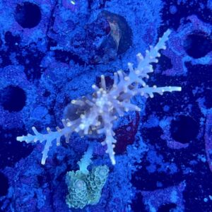 Acropora echinata M, WYSIWYG