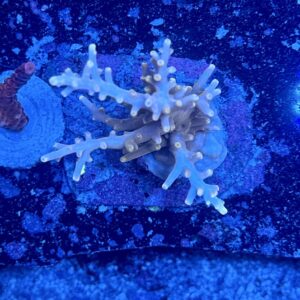 Acropora echinata M, WYSIWYG
