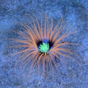 Cerianthus mortenseni, zylinderrose