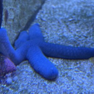 Linckia sp. Seestern blau