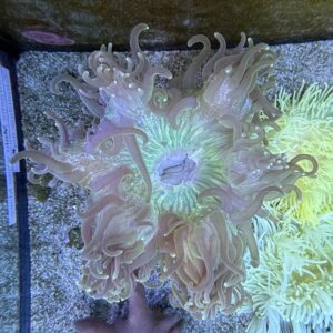 Heteractis magnifica Anemone