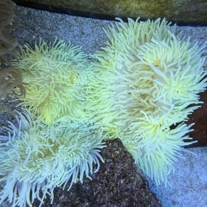 Heteractis Malu Yellow Milky Anemone