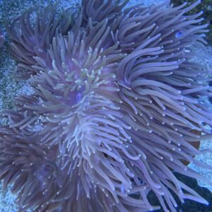 Heteractis Malu Milky XL WYSIWYG