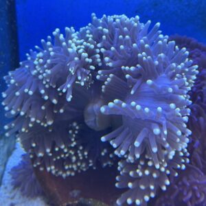 Heteractis magnifica Anemone