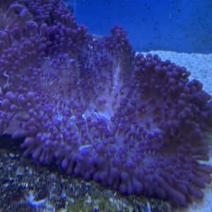 Heteractis Malu Purple Tips Milky Anemone
