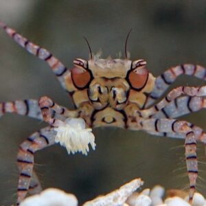 Lybia tessellata Pompom Krabbe