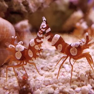 Thor amboinensis, Sexy Shrimp, Hohlkreuz-Garnele