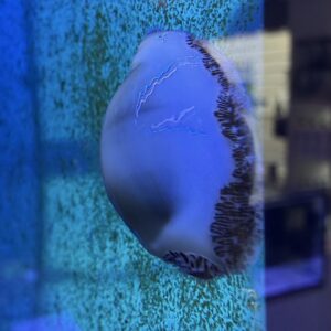 Cypraea fimbriata Gefranste Kauri