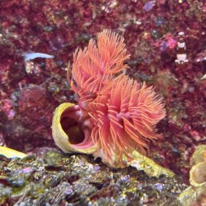 Protula bispiralis, Pracht-Kalkröhrenwurm