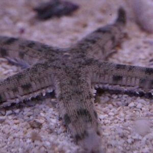 Archaster angulatus Grabender Seestern