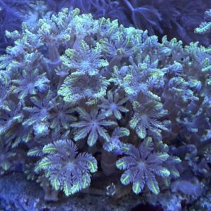 Clavularia