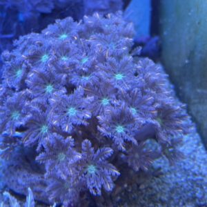 Clavularia