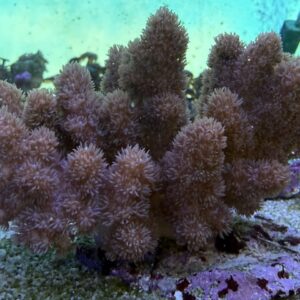 Cladiella