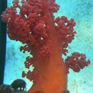 Dendronephthya red WYSIWIG