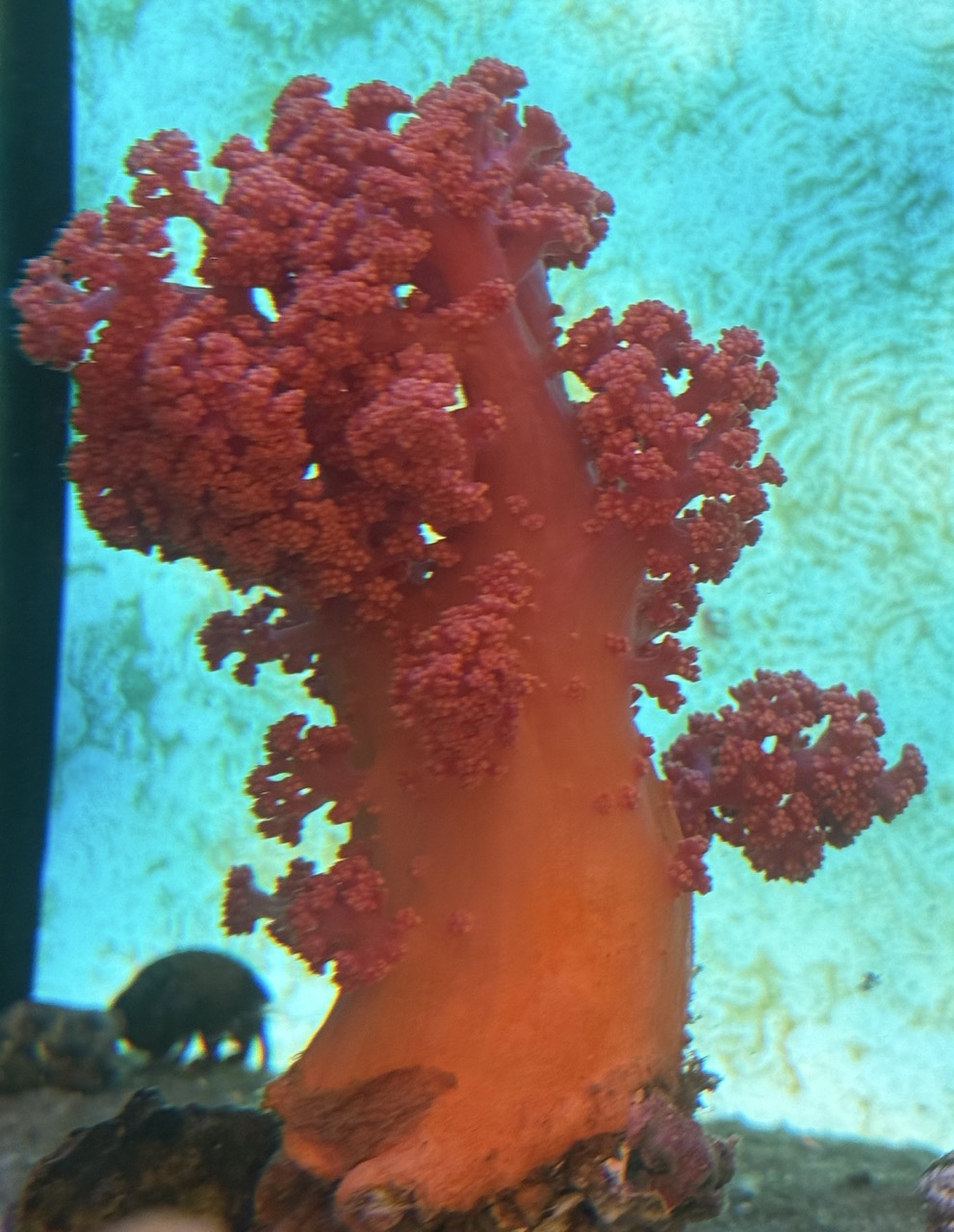 Dendronephthya red WYSIWIG