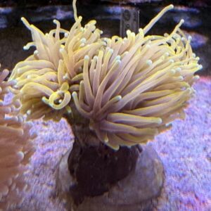 Euphyllia Torch Banana Full Yellow 2 Head