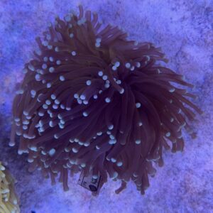 Euphyllia hellfire 2 Head