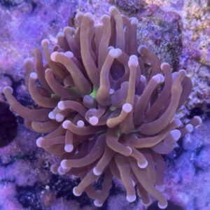 Euphyllia Hellfire 1 Head