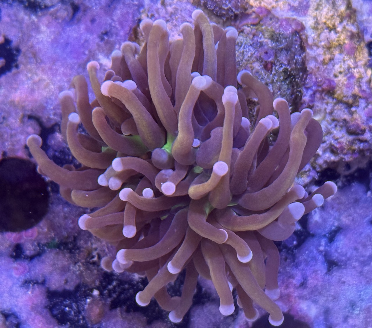 Euphyllia Hellfire 1 Head