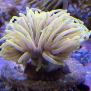 Euphyllia Torch Banana Full Yellow 1 Head