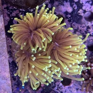 Euphyllia Tiger 3 Head