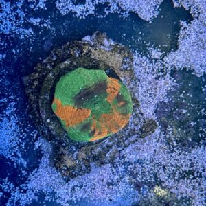 Scolymia australis, WYSIWYG