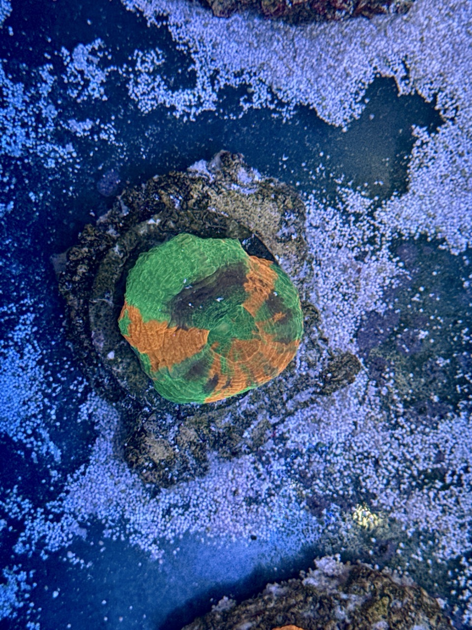 Scolymia australis, WYSIWYG