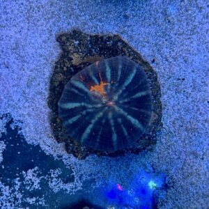 Scolymia australis, WYSIWYG
