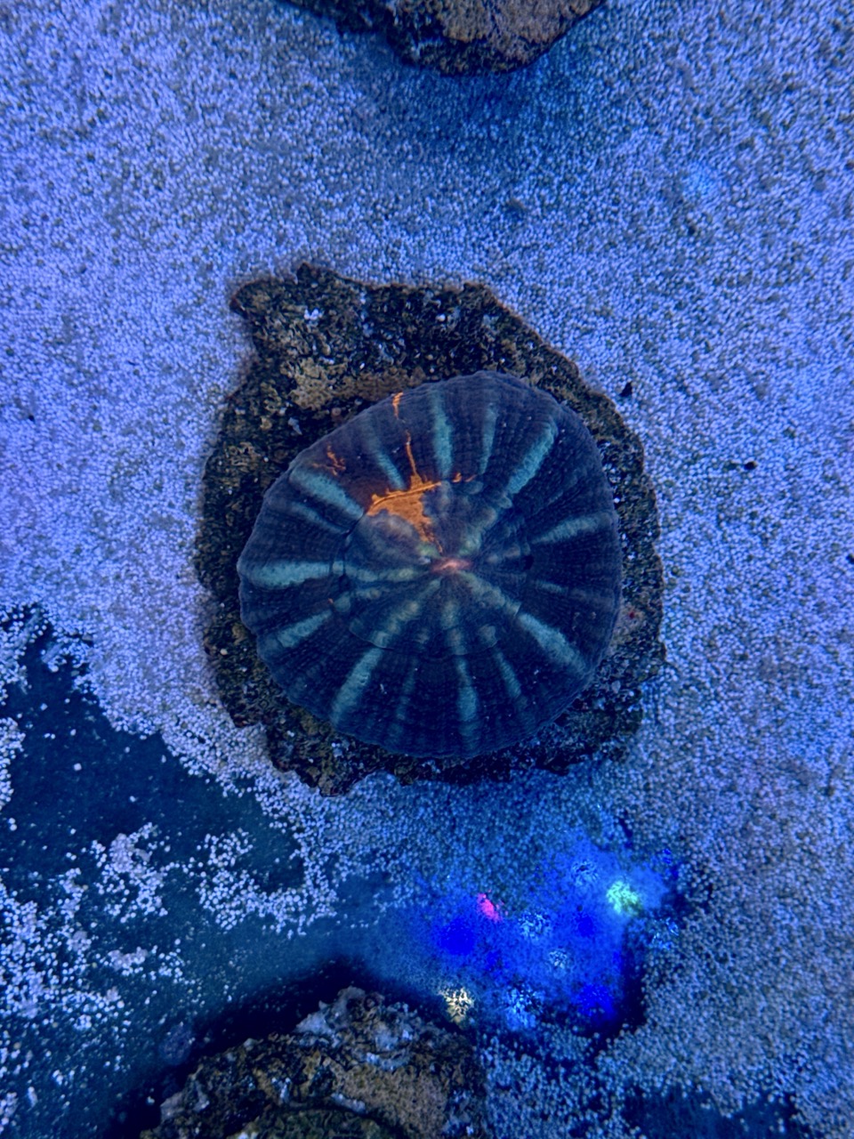 Scolymia australis, WYSIWYG