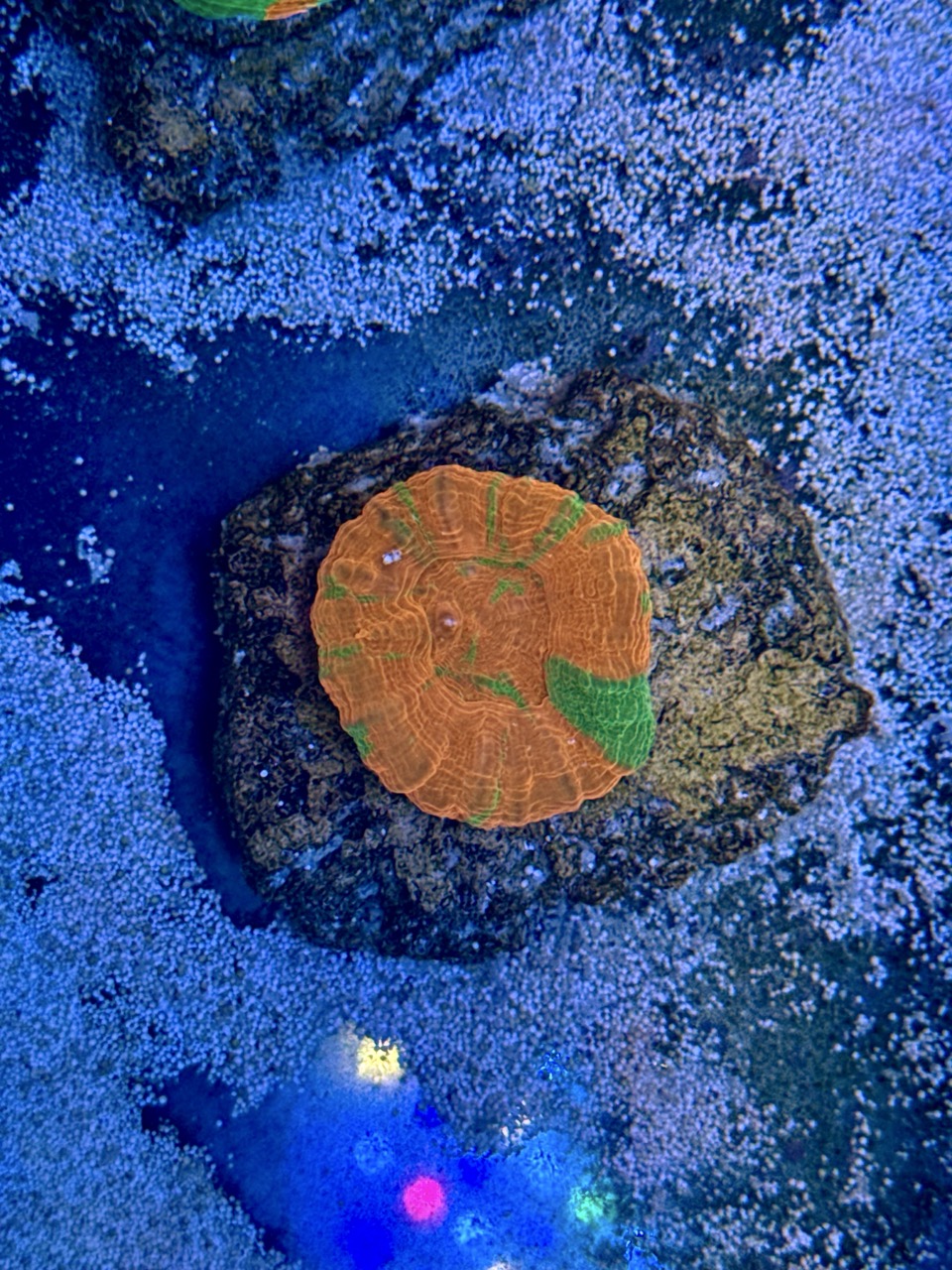 Scolymia australis, WYSIWYG
