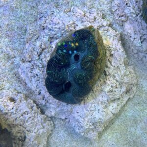 Tridacna crocea M, WYSIWYG