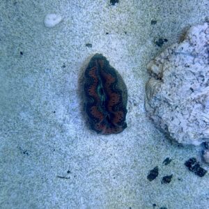 Tridacna crocea M, WYSIWYG