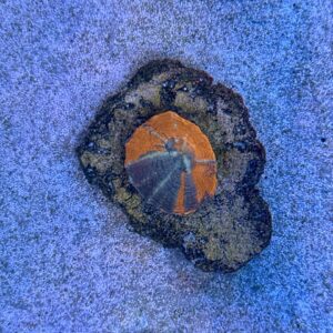 Scolymia australis, WYSIWYG