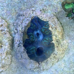 Tridacna crocea M, WYSIWYG