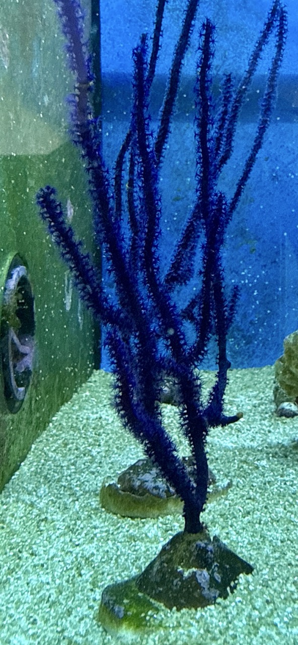 Blue Whip Gorgonia