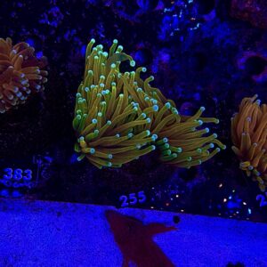 Euphyllia glabrescens Tiger torch, 2 Heads, WYSIWYG