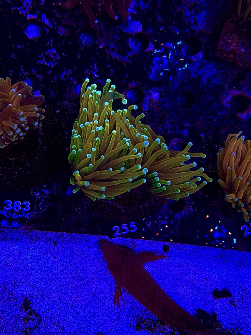 Euphyllia glabrescens Tiger torch, 2 Heads, WYSIWYG