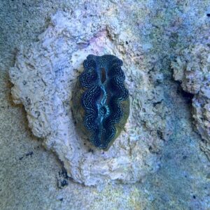 Tridacna crocea M, WYSIWYG