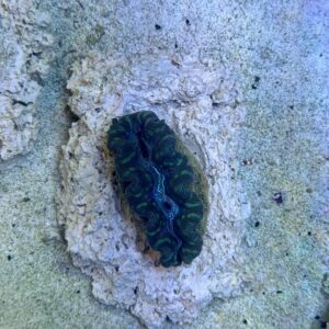Tridacna crocea M, WYSIWYG