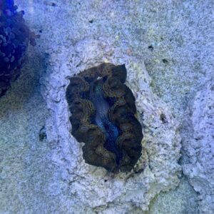 Tridacna crocea M, WYSIWYG
