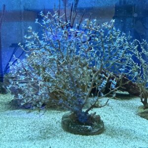 Gorgonia Blueberry