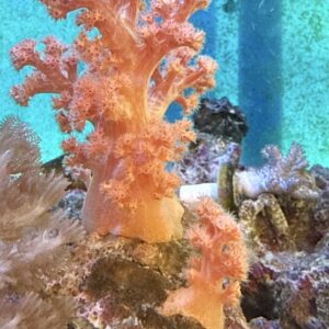 Dendronephthya WYSIWIG