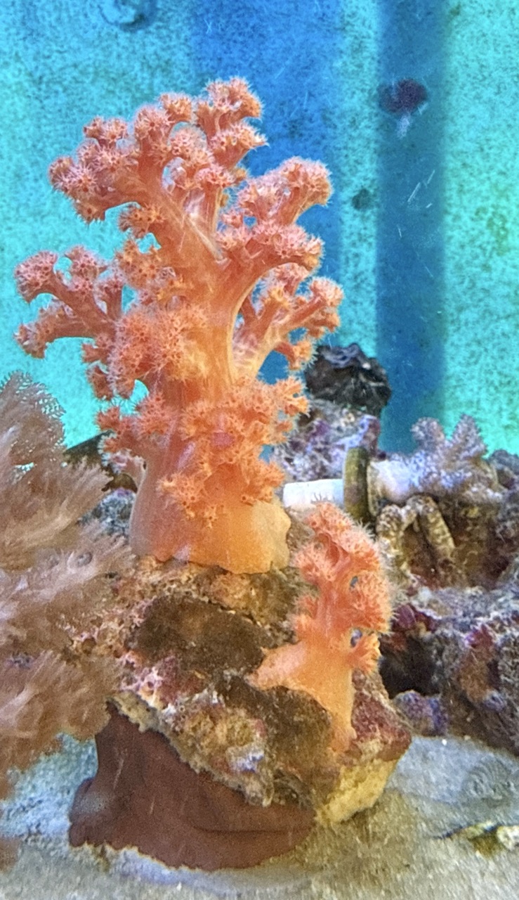 Dendronephthya WYSIWIG