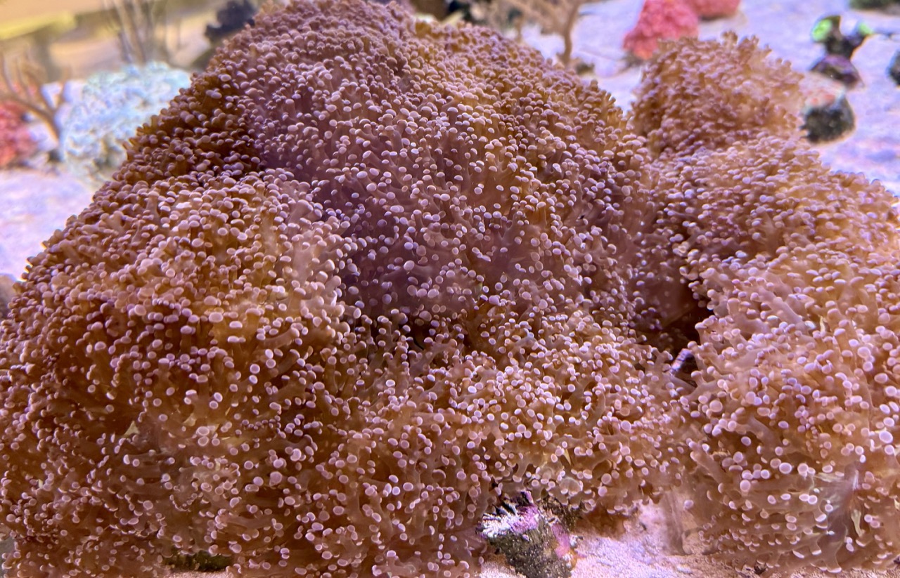 Euphyllia paradivisa (preis pro Kopf) – Bild 2