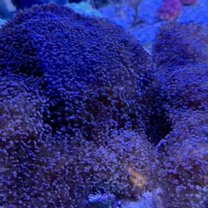 Euphyllia paradivisa (preis pro Kopf)