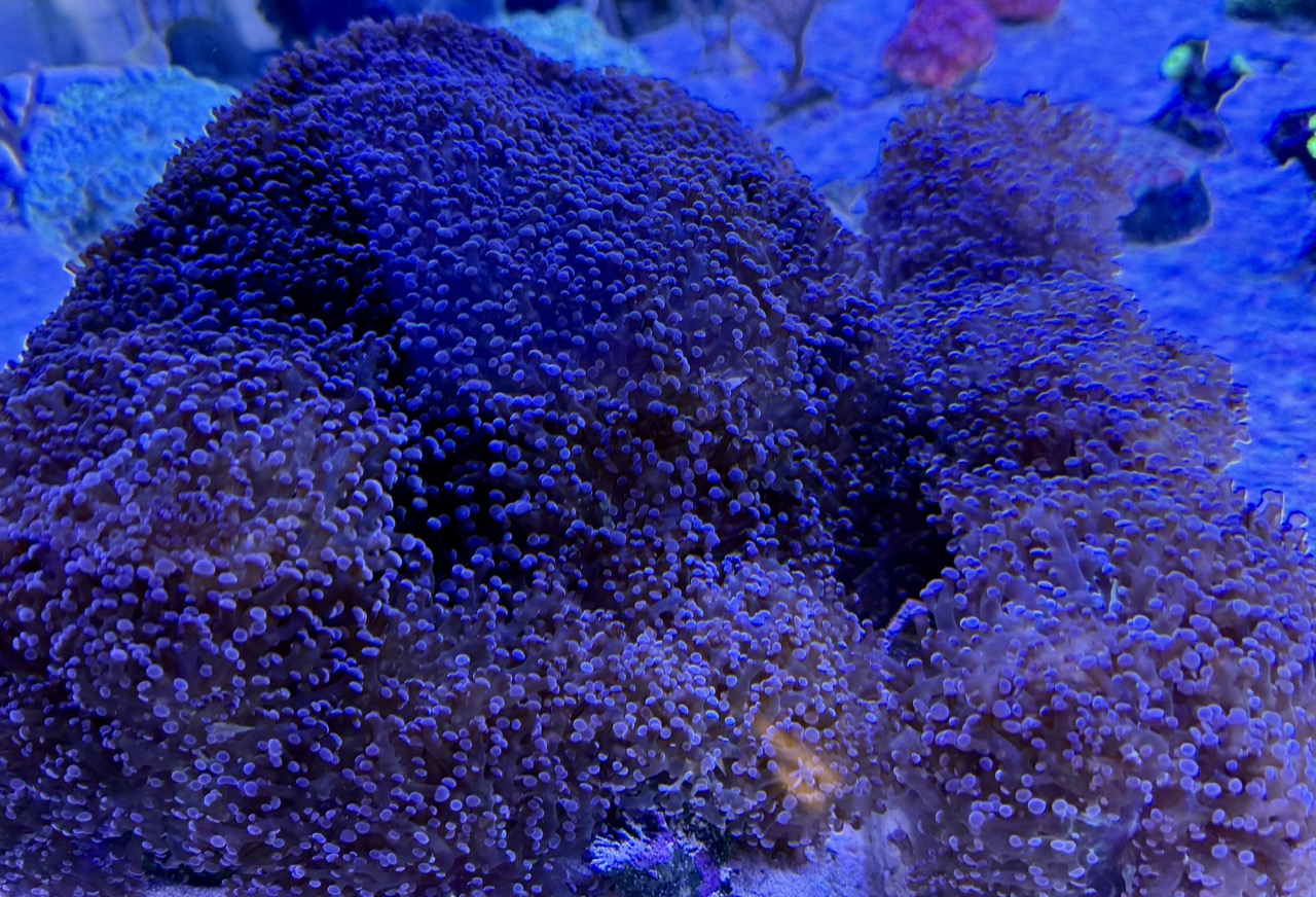 Euphyllia paradivisa (preis pro Kopf)