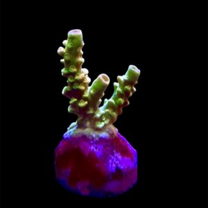 Original BigR Acropora Walt Disney, WYSIWYG (RARE, in der Schweiz nur bei uns erhältlich!)