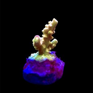 Original BigR Acropora Walt Disney, WYSIWYG (RARE, in der Schweiz nur bei uns erhältlich!)