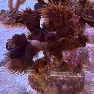 Tubastrea spp Sun Coral black/green