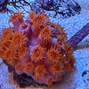 Tubastrea spp Sun Coral orange